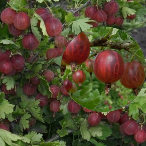 Ribes uva-crispa 'Giggles® Red' - Aed-karusmari 'Giggles® Red' C5/5L
